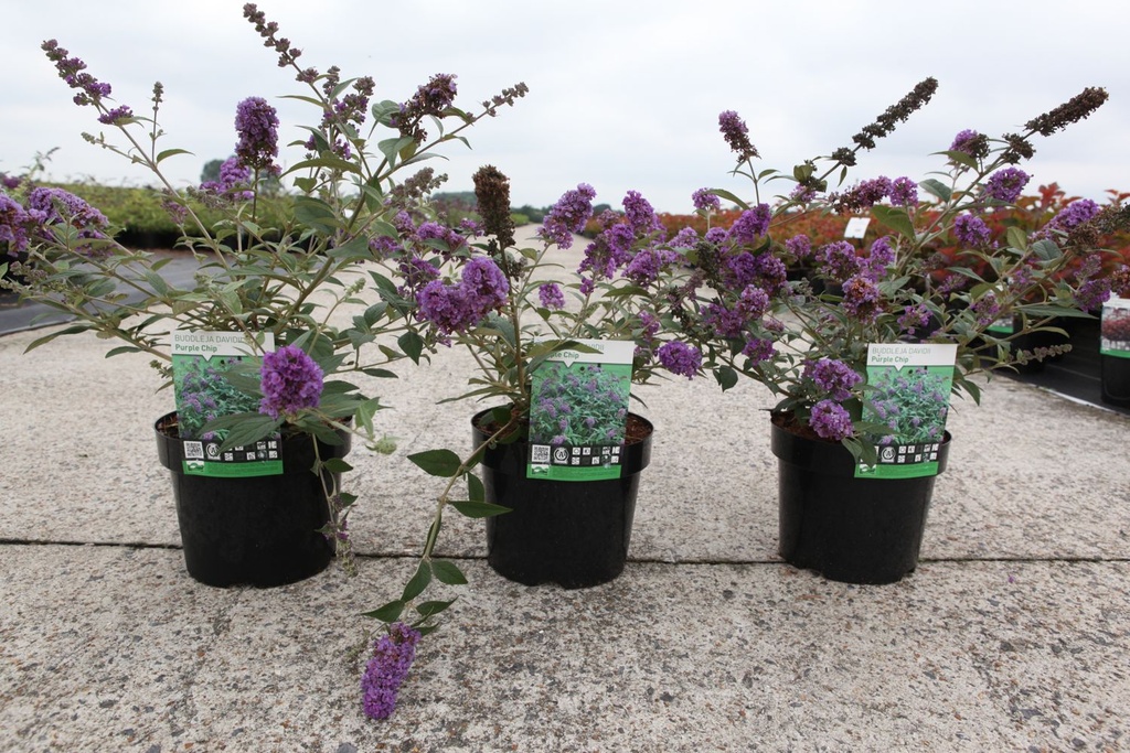 Buddleja davidii PURPLE CHIP Proven Winners® (PBR) cont. 3L déco 25-30 cm +p