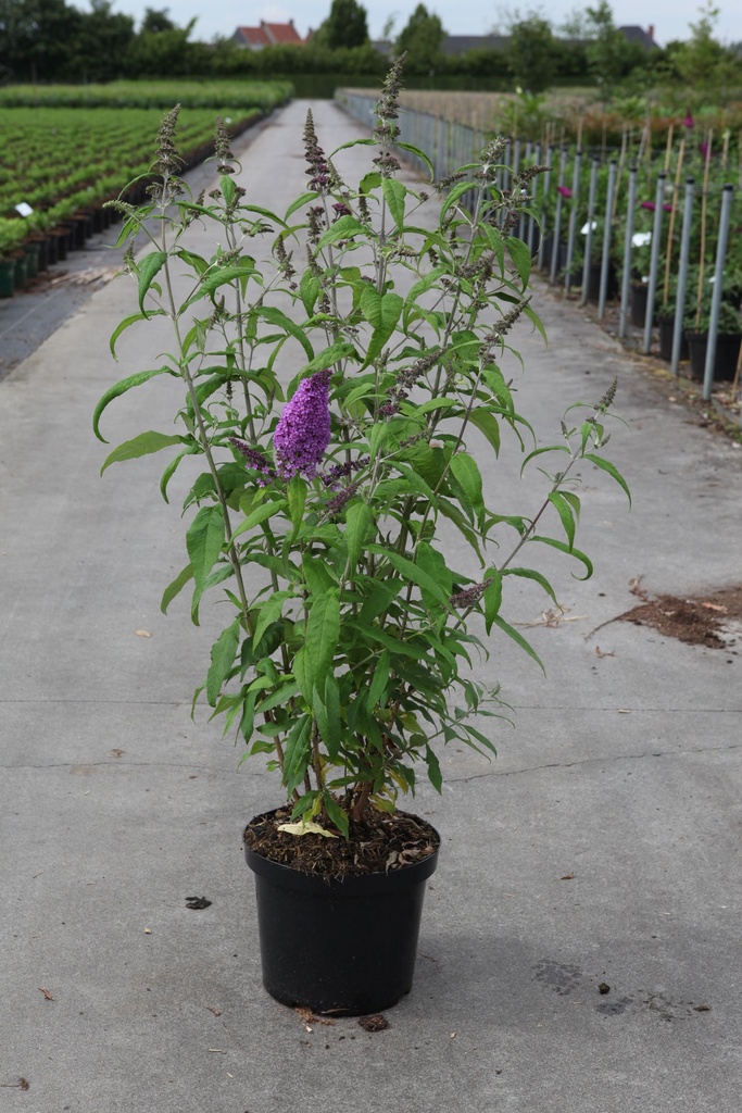 Buddleja davidii PEACOCK (PBR) cont. 10L 80/+ cm +B