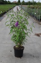 Buddleja davidii PEACOCK (PBR) cont. 10L 80/+ cm +ф