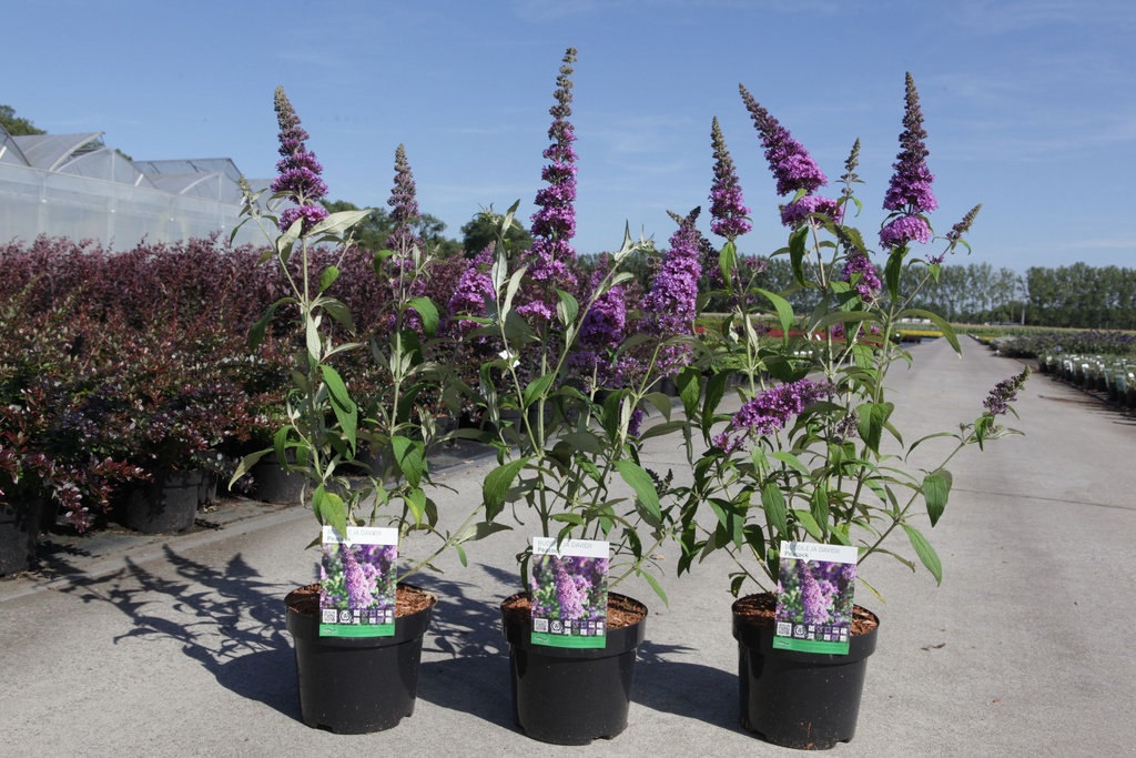 Buddleja davidii PEACOCK (PBR) cont. 3,6L 30-40 cm +B