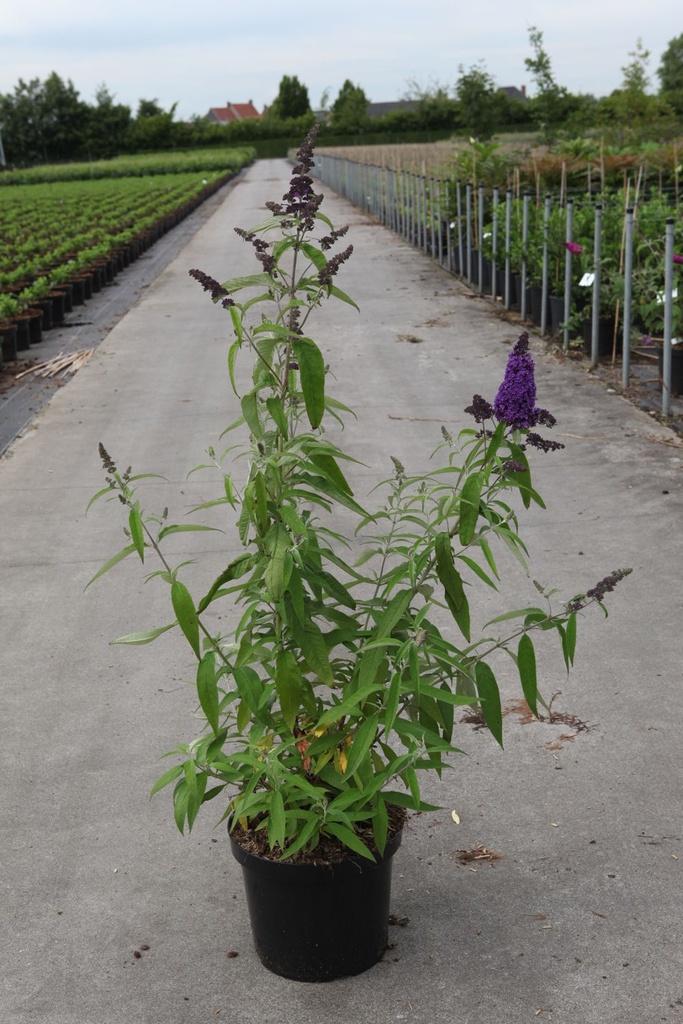 Buddleja davidii 'Purple Emperor' cont. 10L 60-80 cm +ф