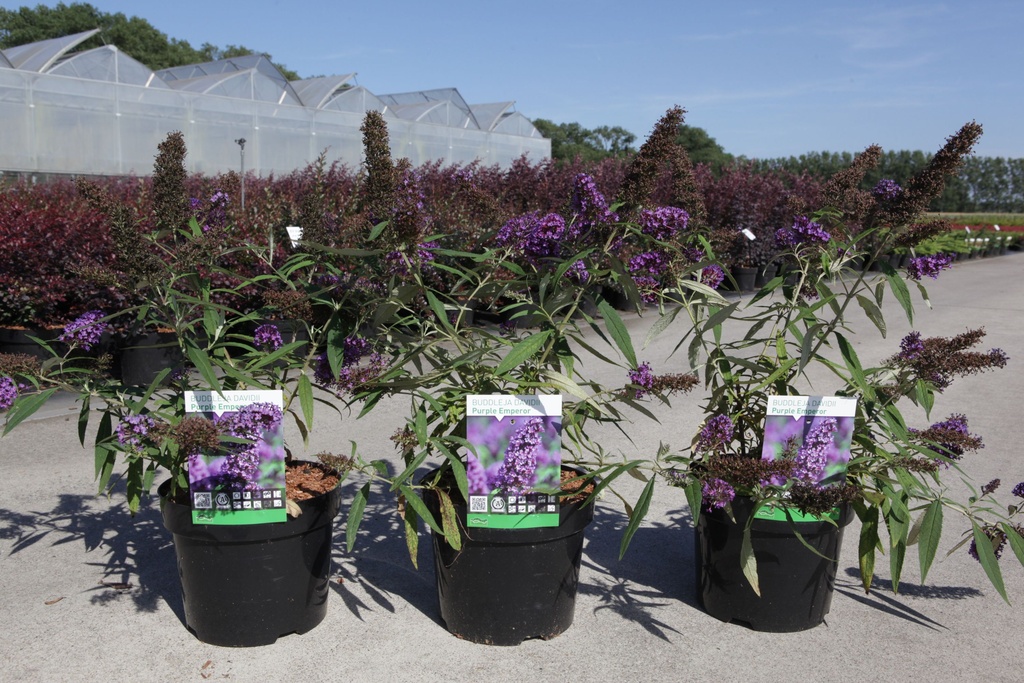 Buddleja davidii 'Purple Emperor' cont. 3,6L 40-50 cm +p