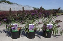 Buddleja davidii 'Purple Emperor' cont. 3,6L 40-50 cm +ф