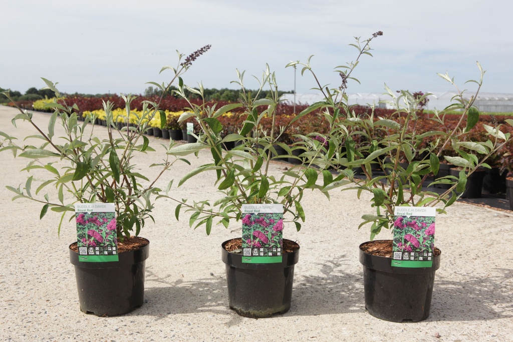 Buddleja davidii 'Royal Red' cont. 3,6L 50-60 cm +ф