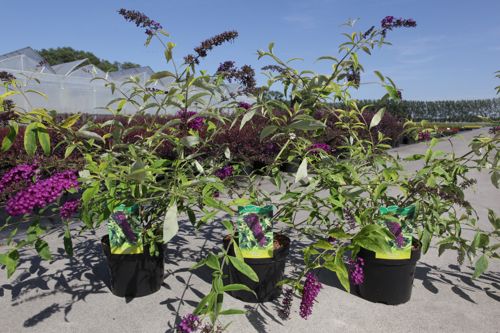 Buddleja davidii 'Santana' cont. 3,6L 30-40 cm +f