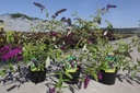 Buddleja davidii 'Santana' cont. 3,6L 30-40 cm +ф