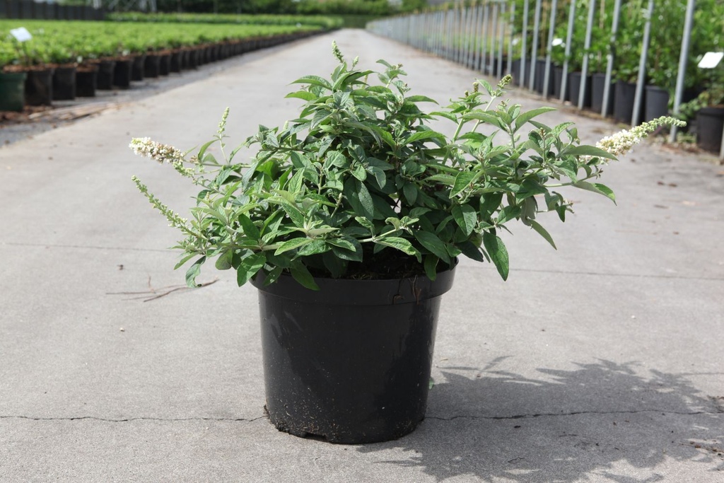 Buddleja davidii WHITE CHIP Proven Winners® (PBR) cont. 10L deco 40-50 cm +B