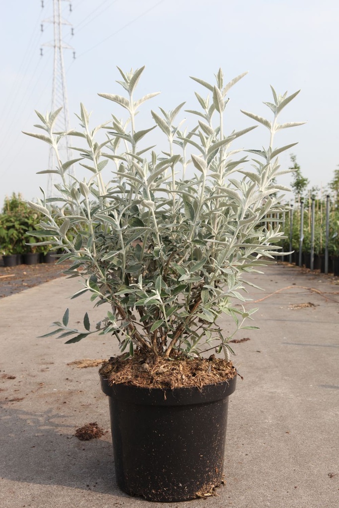 Buddleja SILVER ANNIVERSARY Noble® (PBR) cont. 10L deco 60/+ cm +ф