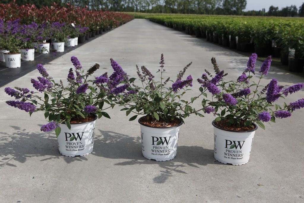 Buddleja davidii 'Blue Chip' Proven Winners® (PBR) cont. 3L déco 25-30 cm +p