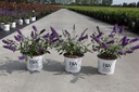 Buddleja davidii 'Blue Chip' Proven Winners® (PBR) cont. 3L deco 25-30 cm +p