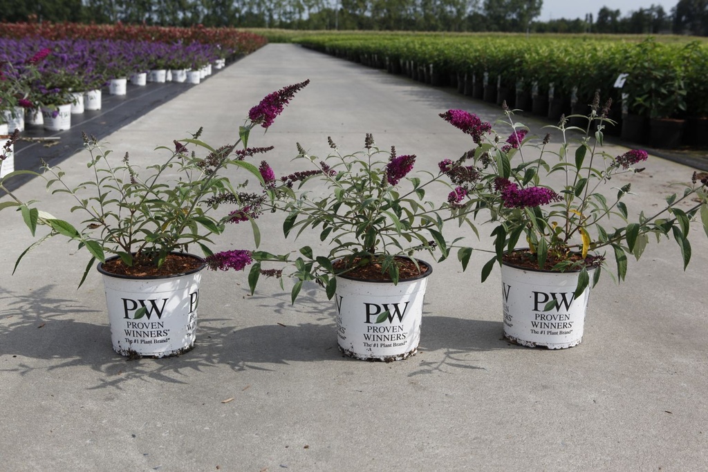 Buddleja davidii 'Miss Ruby' Proven Winners® (PBR) cont. 3L deco 40-50 cm +f