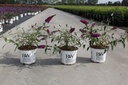 Buddleja davidii 'Miss Ruby' Proven Winners® (PBR) cont. 3L déco 40-50 cm +p