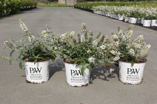 Buddleja davidii WHITE CHIP Proven Winners® (PBR) cont. 3L déco 25-30 cm +p