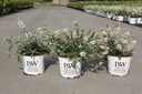 Buddleja davidii WHITE CHIP Proven Winners® (PBR) cont. 3L deco 25-30 cm +ф