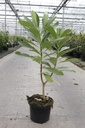 Edgeworthia chrysantha cont. 7,5L 50-60 cm +ф