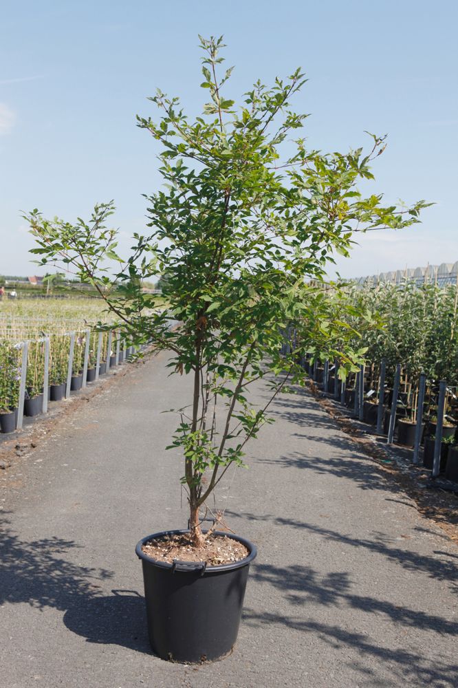 Acer griseum cont. 35L 150-175 cm +B