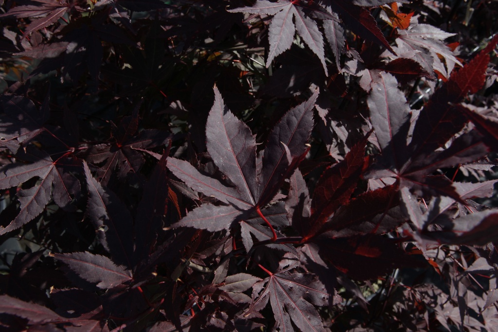 Acer palmatum 'Atropurpureum' cont. 35L 150-175 cm +f