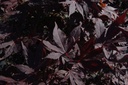 Acer palmatum 'Atropurpureum' cont. 35L 150-175 cm +ф