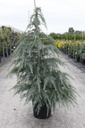 Cedrus deodara cont. 18L 125-150 cm