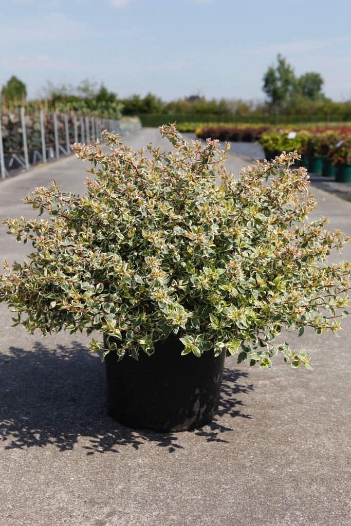 Abelia grandiflora SPARKLING SILVER cont. 10L 40-50 cm +f