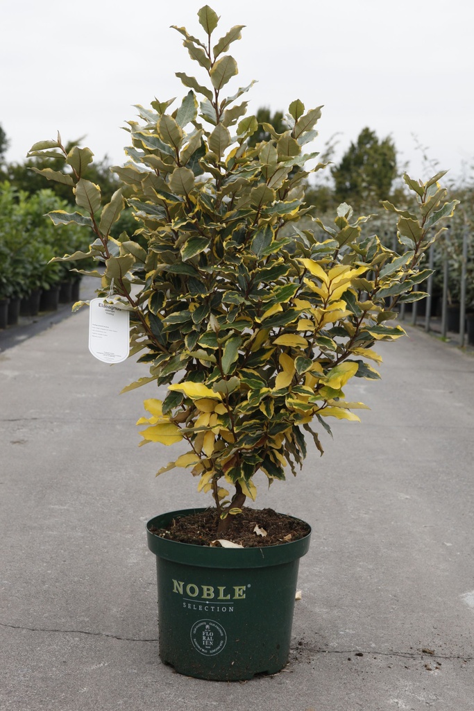 Elaeagnus ebbingei 'Viveleg' Noble® (PBR) cont. 10L déco 40-50 cm +p