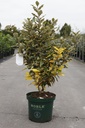 Elaeagnus ebbingei 'Viveleg' Noble® (PBR) cont. 10L deco 40-50 cm +B