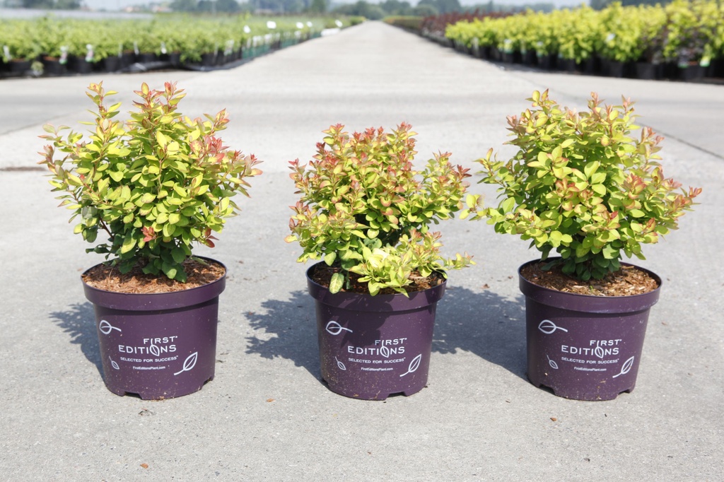 Berberis thunbergii 'Limoncello' FIRST EDITIONS® cont. 3,6L deco 25-30 cm +ф