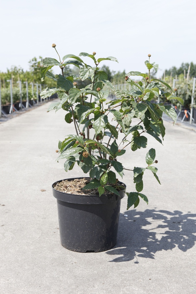 Cephalanthus occidentalis 'Fiber Optics®' FIRST EDITIONS® cont. 10L déco 50-60 cm +p