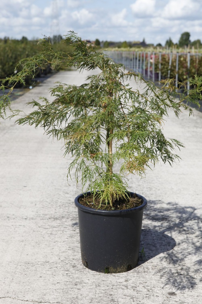 Acer palmatum 'Dissectum' cont. 15L 80/+ cm +ф