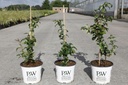 Chaenomeles speciosa 'Pink Storm' Proven Winners® (PBR) cont. 3L deco 40/+ cm +f