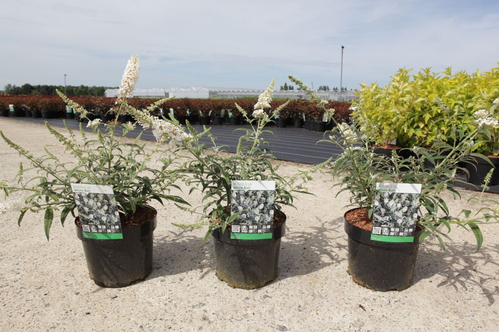 Buddleja 'White Ball' cont. 3,6L 30-40 cm +B