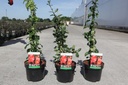 Chaenomeles superba 'Fascination' cont. 3,6L 40/+ cm met stok +f