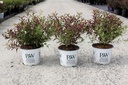 Deutzia YUKI SNOWFLAKE Proven Winners® (PBR) cont. 3L déco 30-40 cm +p