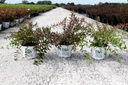 Deutzia YUKI CHERRY BLOSSOM Proven Winners® (PBR) cont. 3L deco 30-40 cm +p