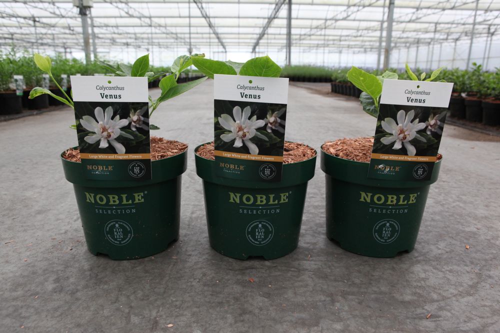 Calycanthus 'Venus' Noble® cont. 3,6L deco 30-40 cm +ф