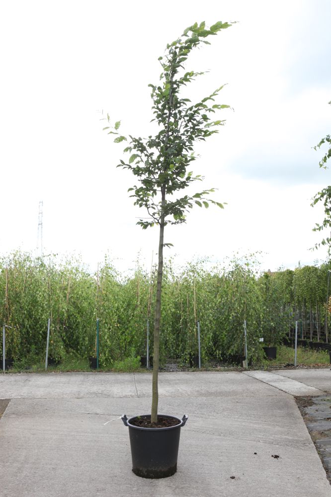 Carpinus betulus cont. 35L Stamm 10-12