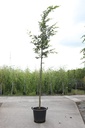 Carpinus betulus cont. 35L hoogstam 10-12