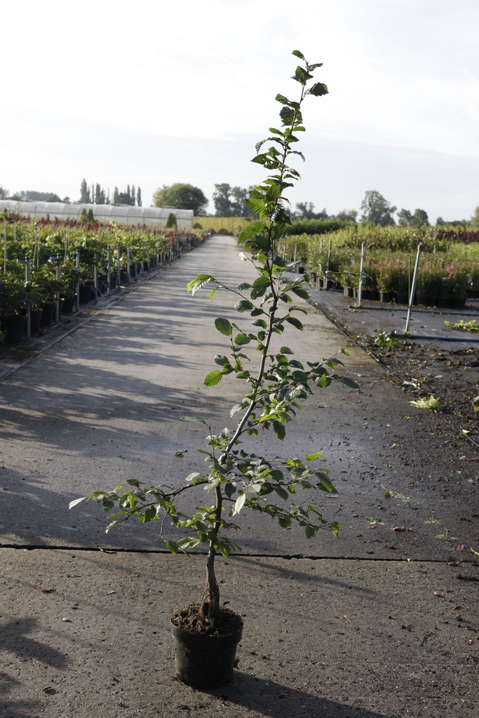 Carpinus betulus cont. 3L 60-80 cm