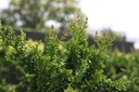 Chamaecyparis pisifera 'Teddy Bear' cont. 2L 25/+ cm +ф