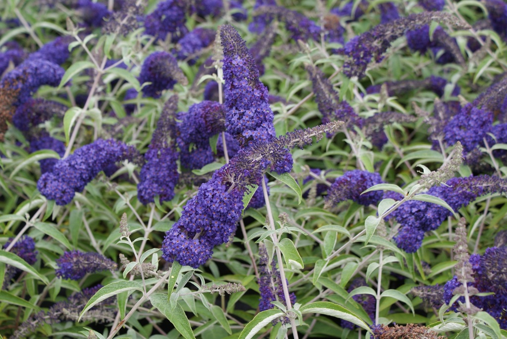 Buddleja davidii ADONIS BLUE (PBR) cont. 10L 60/+ cm +f