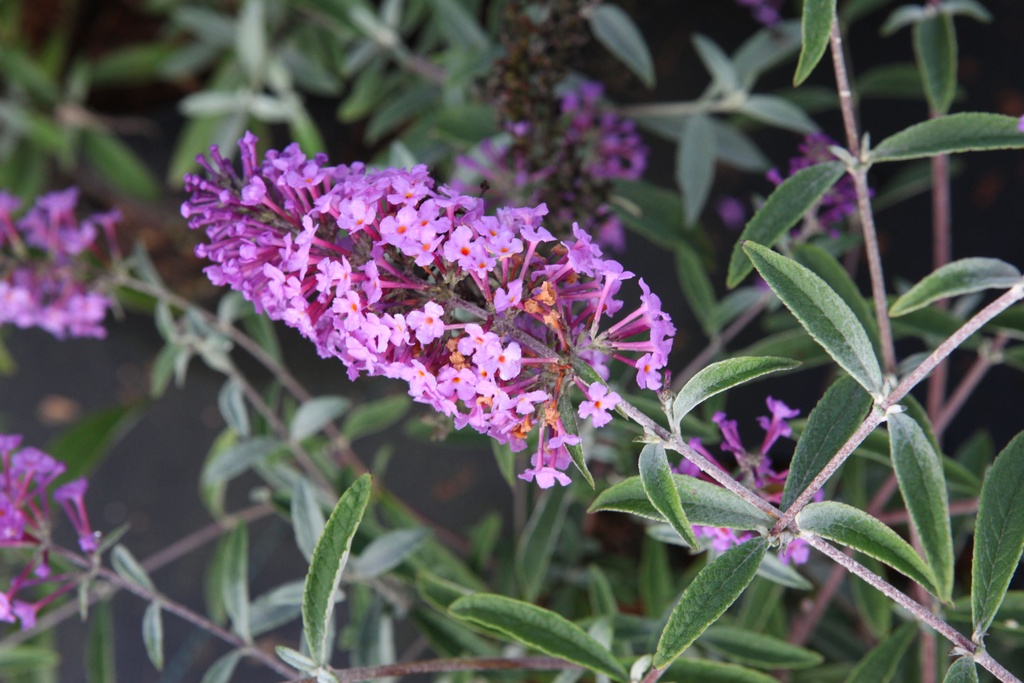 Buddleja davidii 'Sophie' Noble® (PBR) cont. 10L déco 60/+ cm +p