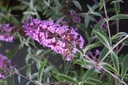 Buddleja davidii 'Sophie' Noble® (PBR) cont. 10L deco 60/+ cm +B