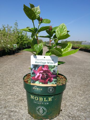 Calycanthus raulstonii 'Hartlage Wine' Noble® cont. 3,6L deco 30-40 cm +ф