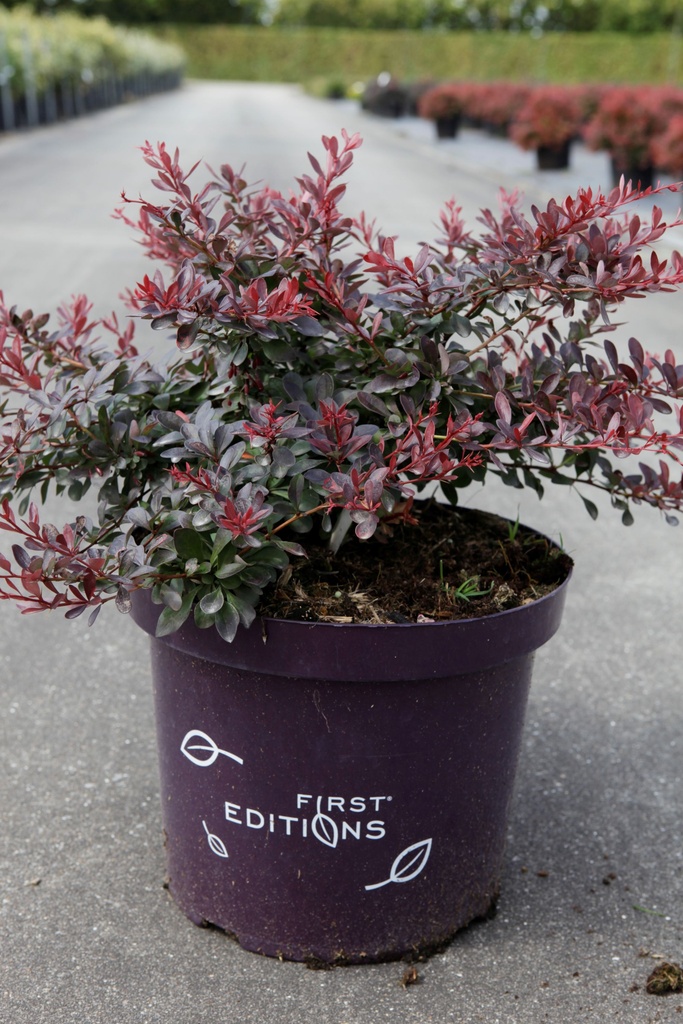 Berberis thunbergii 'Cabernet®' FIRST EDITIONS® cont. 10L 40/+ cm +f