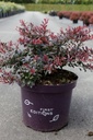 Berberis thunbergii 'Cabernet®' FIRST EDITIONS® cont. 10L 40/+ cm +ф