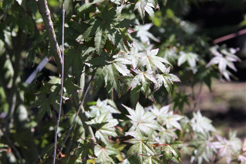 Acer palmatum cont. 12L 80-100 cm +ф