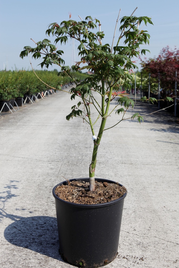 Acer palmatum 'Osakazuki' cont. 18L 100/+ cm +ф