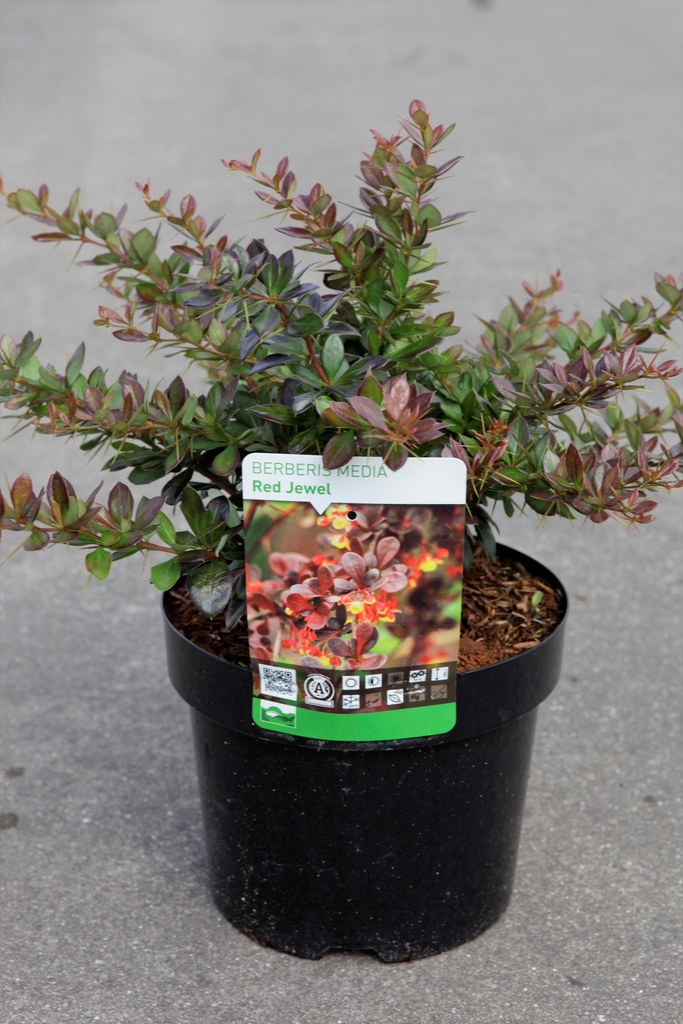 Berberis media 'Red Jewel' cont. 3,6L 30/+ cm +B