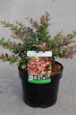 Berberis media 'Red Jewel' cont. 3,6L 30/+ cm +ф